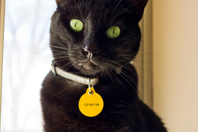 Panneau pour collier de chat