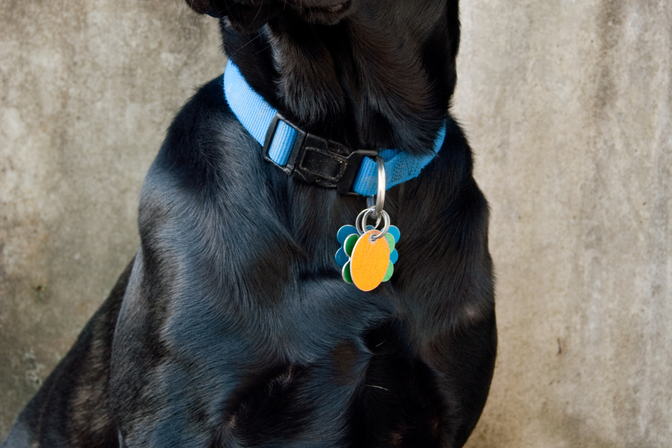 Hundeschild für Halsband