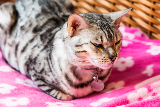 Namensschild für Katzenhalsband